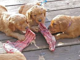 raw puppies