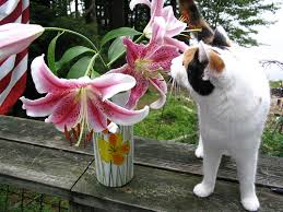 Lilies poisonous to hot sale cats and dogs