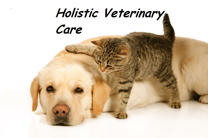 Holistic hot sale dog vet