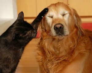 cat_and_dog_23