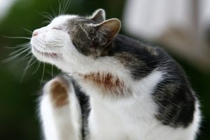 cat-scratching-chin