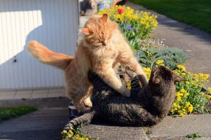 cat fight